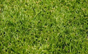 St. Augustine grass