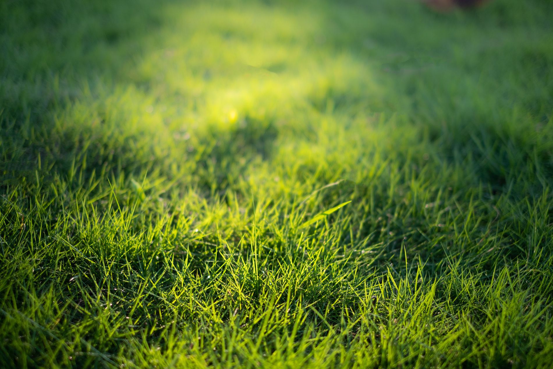 Professional Lawn Fertilization in Houston