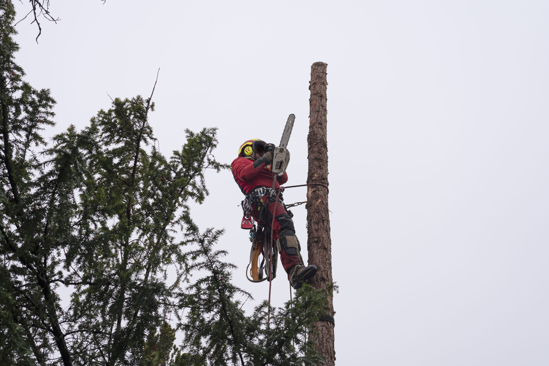 Safe and Reliable Tree Removal in Houston