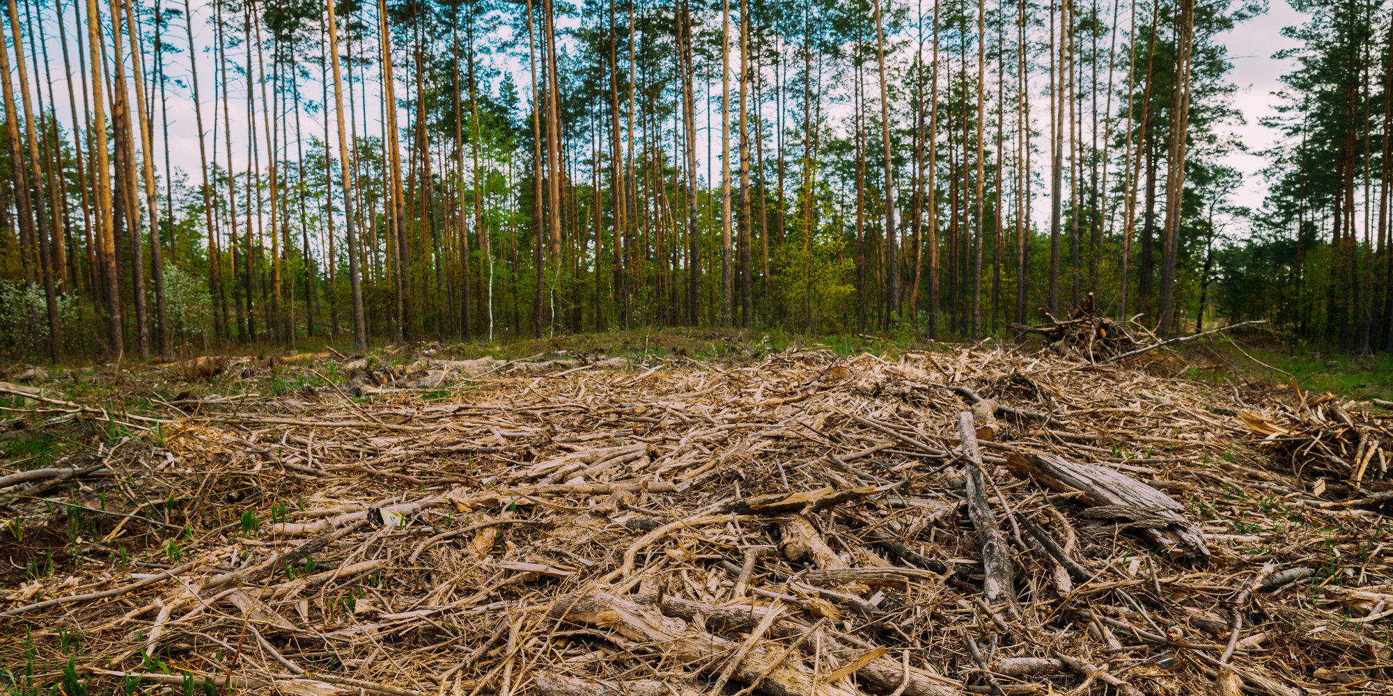 Acreage and Storm Debris Cleanup in Houston