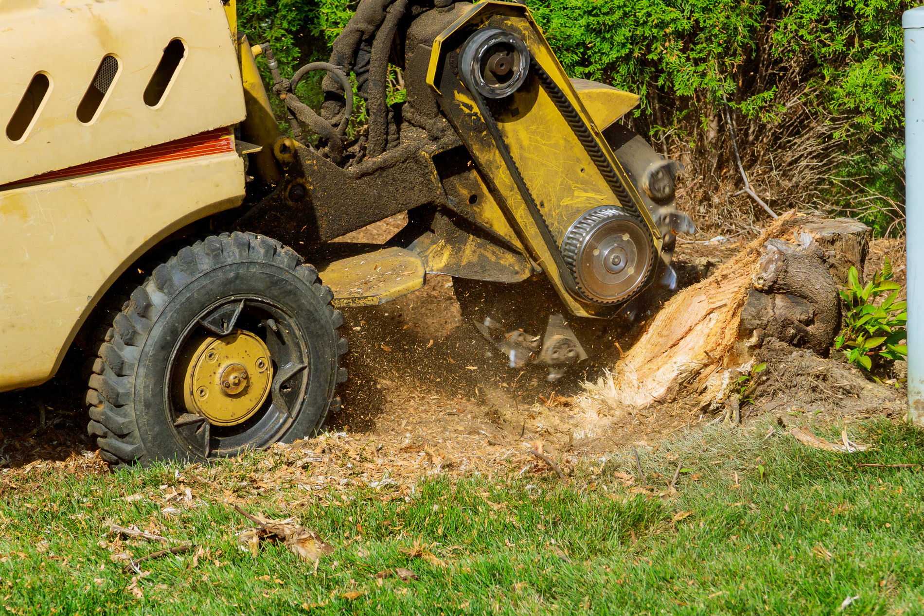 Professional Stump Removal in Houston