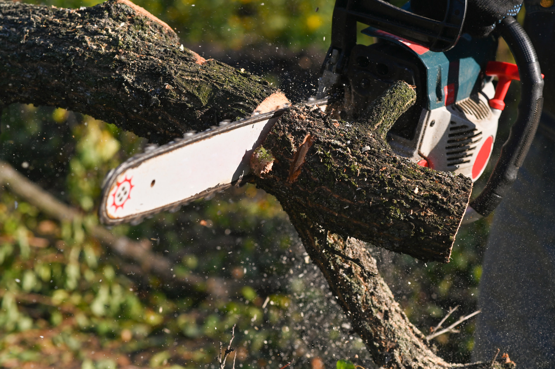 Professional Tree Trimming in Houston