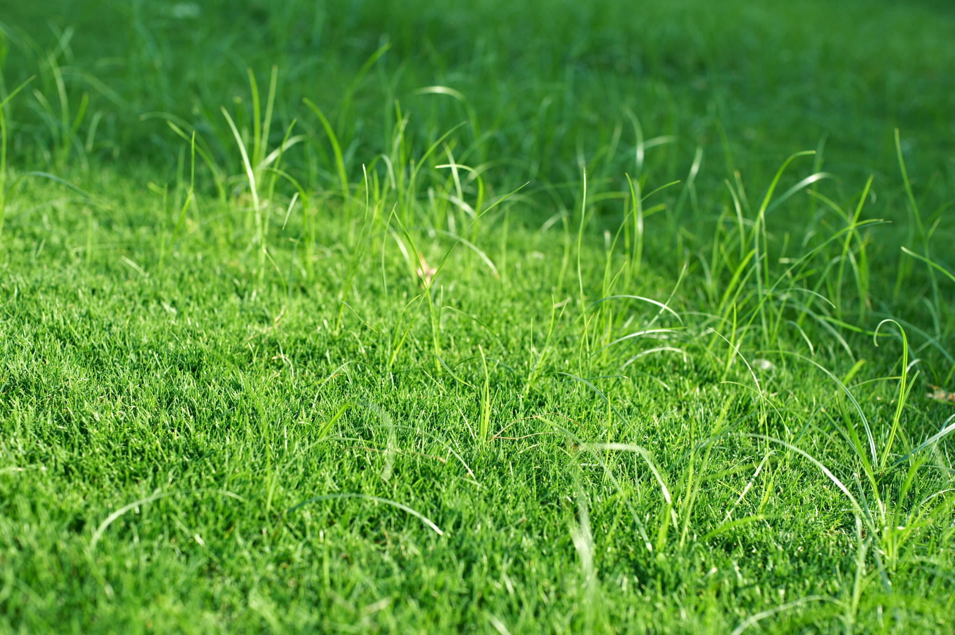 Professional Lawn Weed Control in Houston