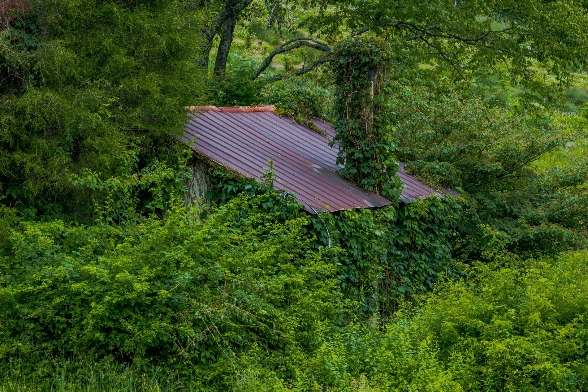 Professional Yard Cleanup in Houston
