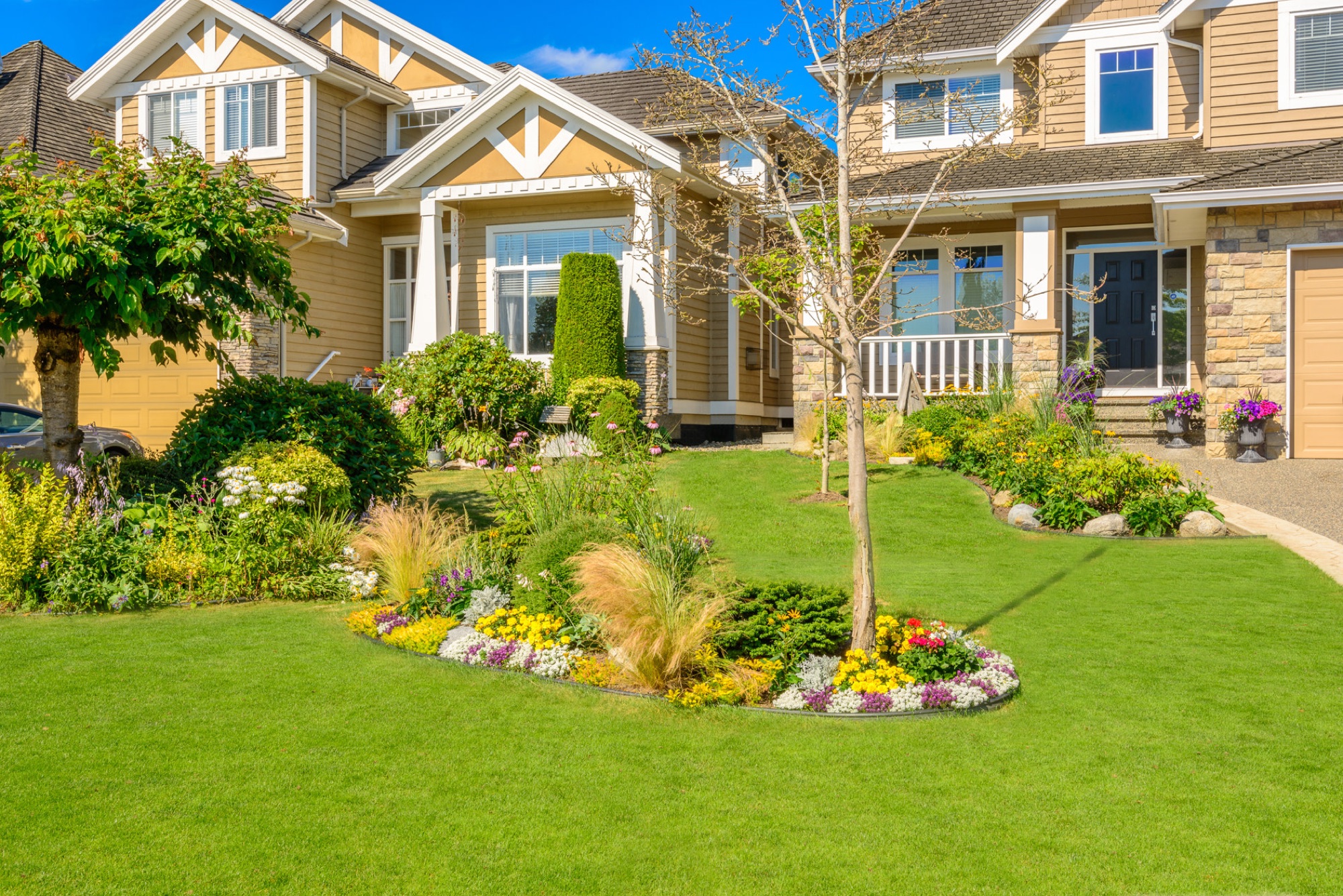 Professional Tree Service in Houston