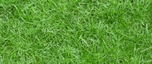 Zoysia Grass