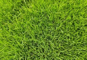 bermuda grass